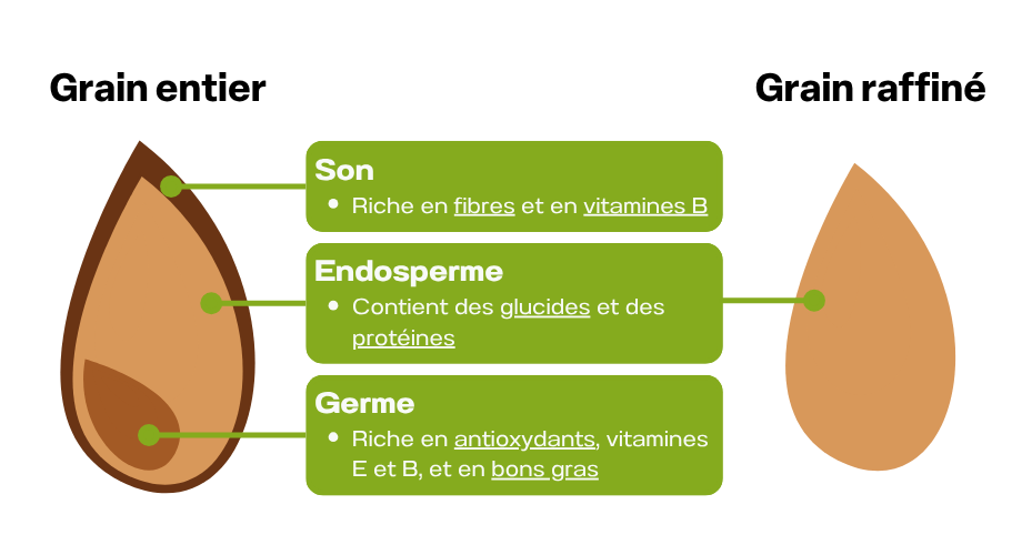 Le germe et l'endosperme du grain